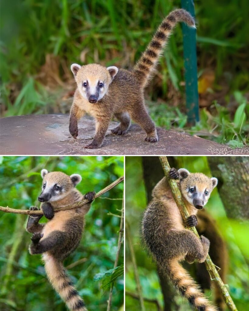 coatis